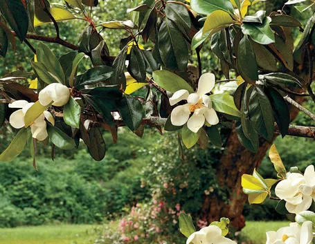 Magnolia in fiore