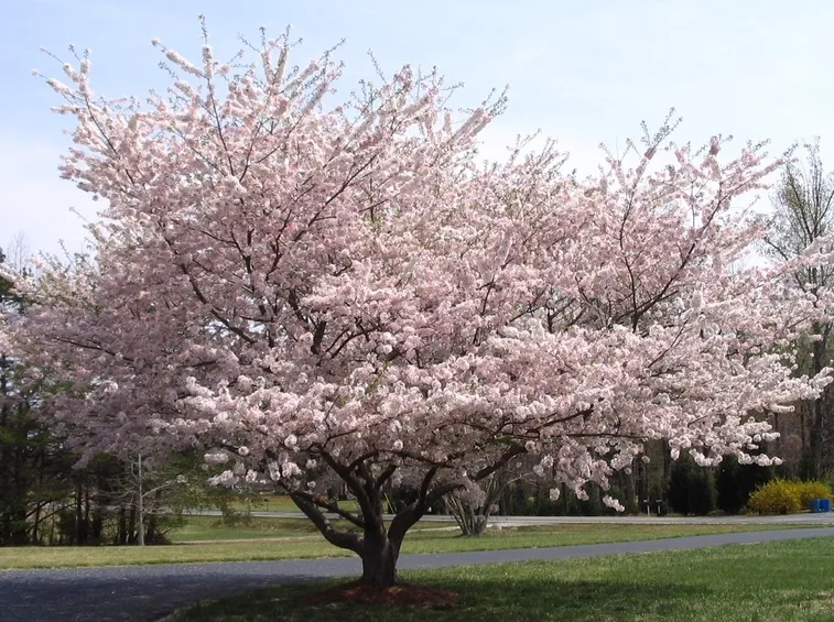 ciliegio in fiore