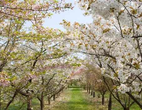 Alberi per viali fioriti