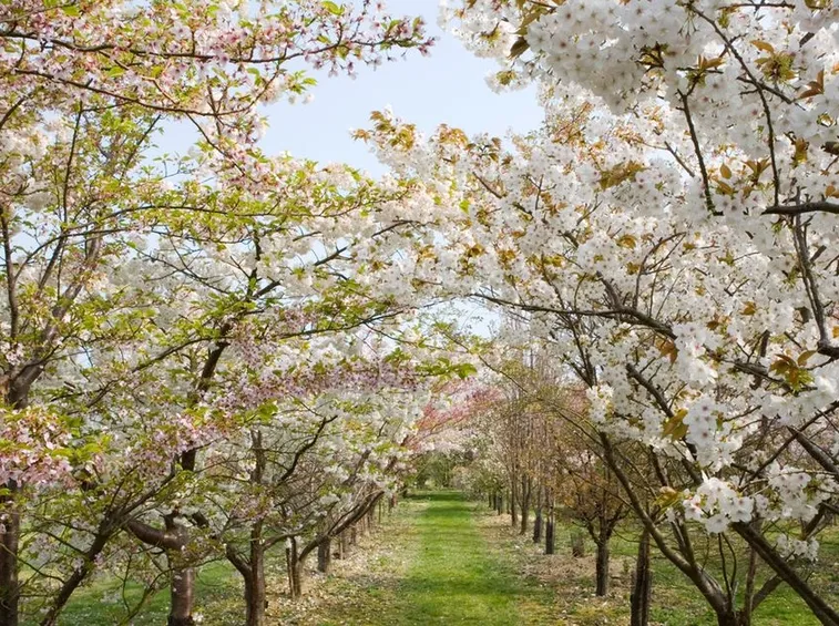 Alberi per viali fioriti