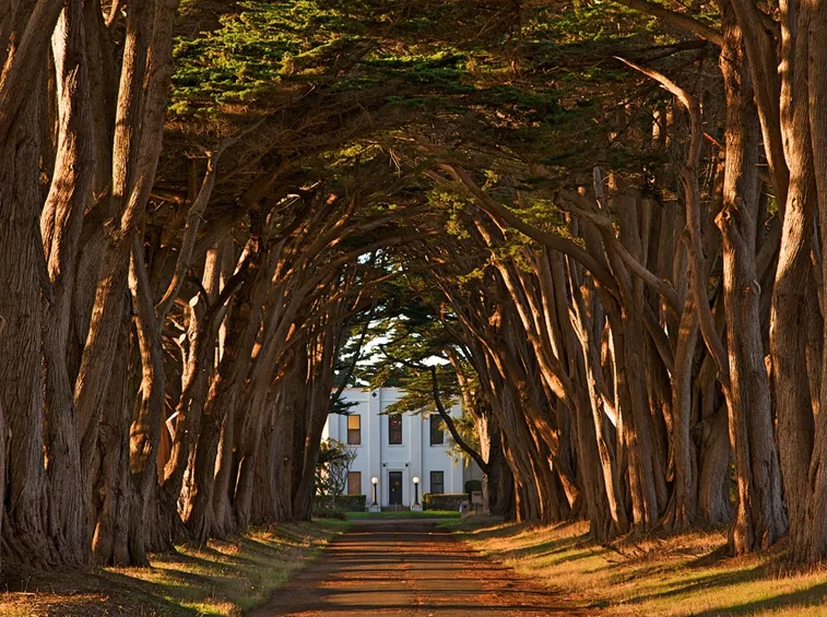 Albero per viale fiorito