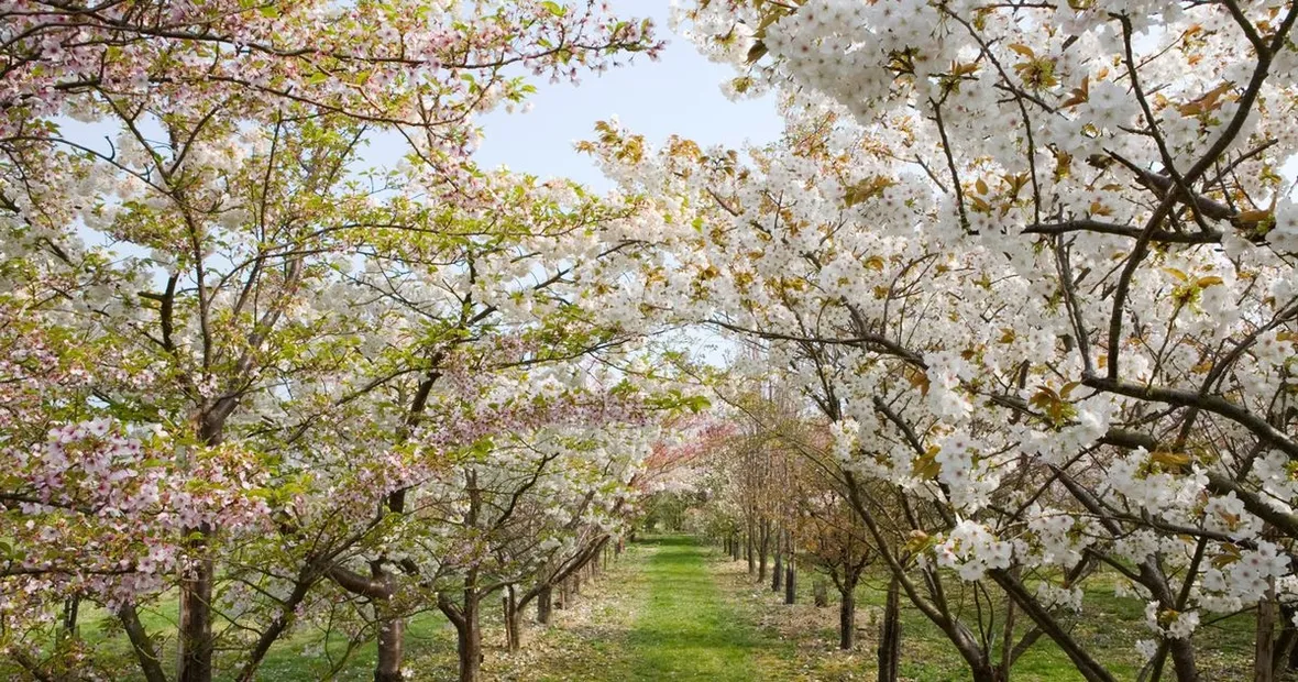 Alberi per viali fioriti
