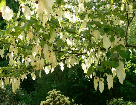Albero dei fazzoletti