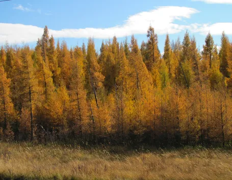 Un bosco di larici