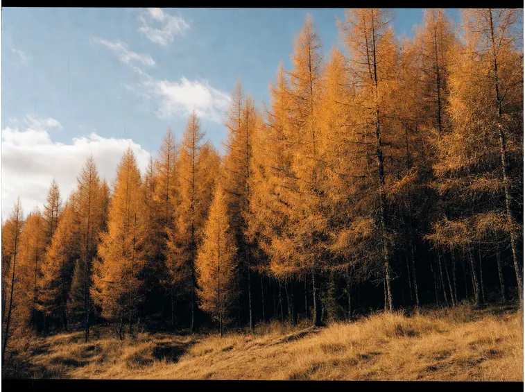 Un bosco di larici
