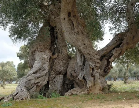 Alberi secolari