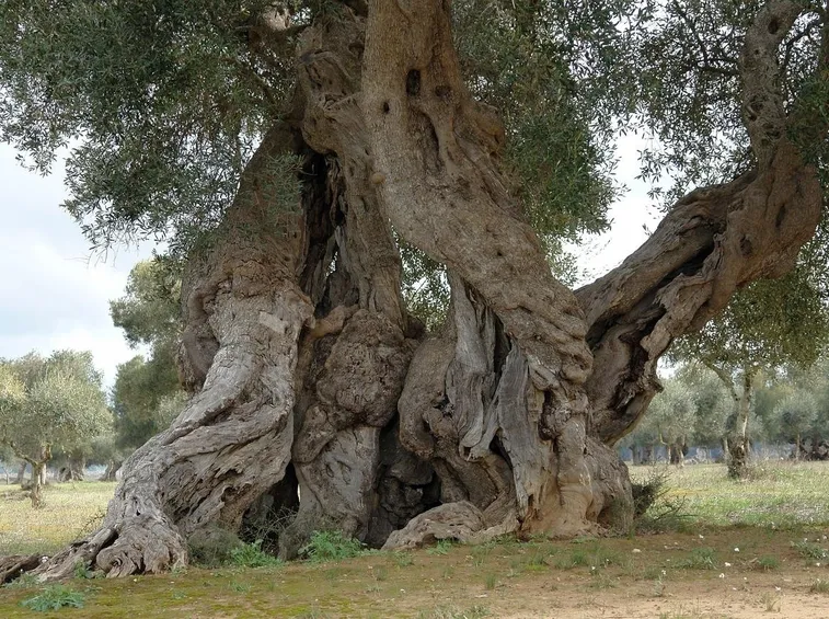Alberi secolari