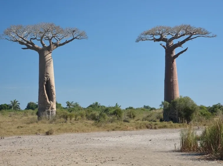 Alberi baobab