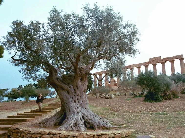 Ulivo secolare