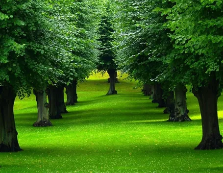 esempio di alberi