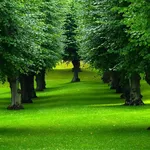 esempio di alberi