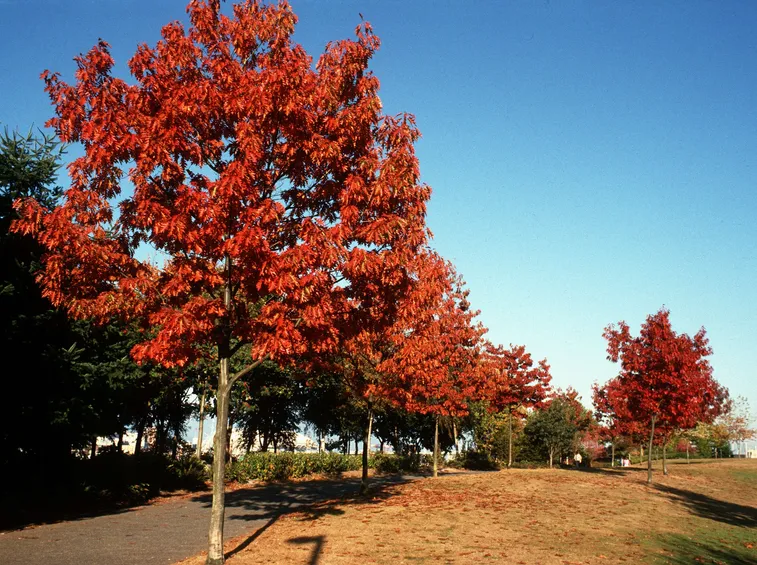 Viale con quercia rossa