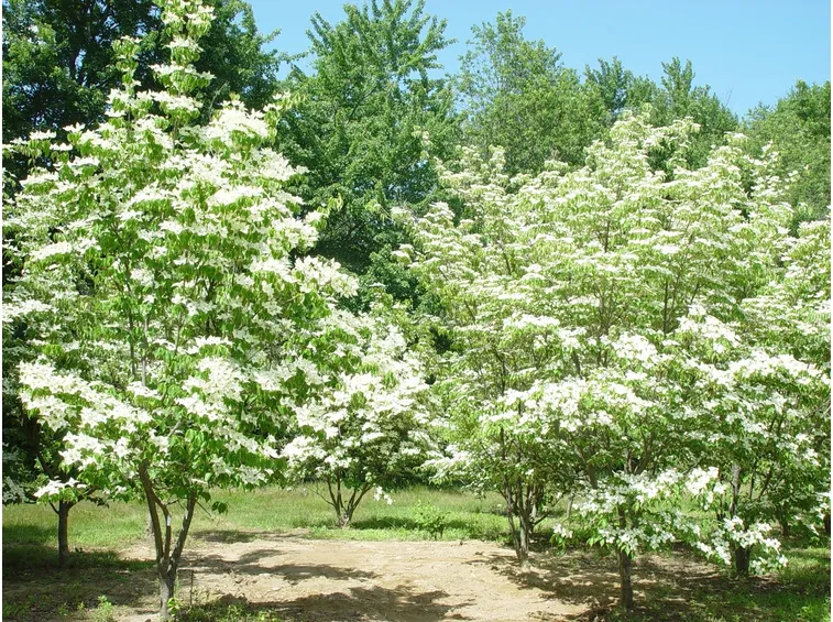cornus kousa