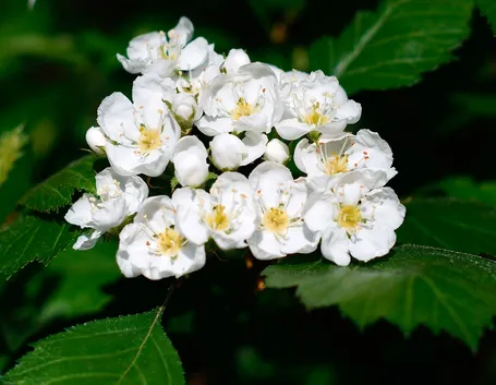 Foglie e fiori di Biancospino