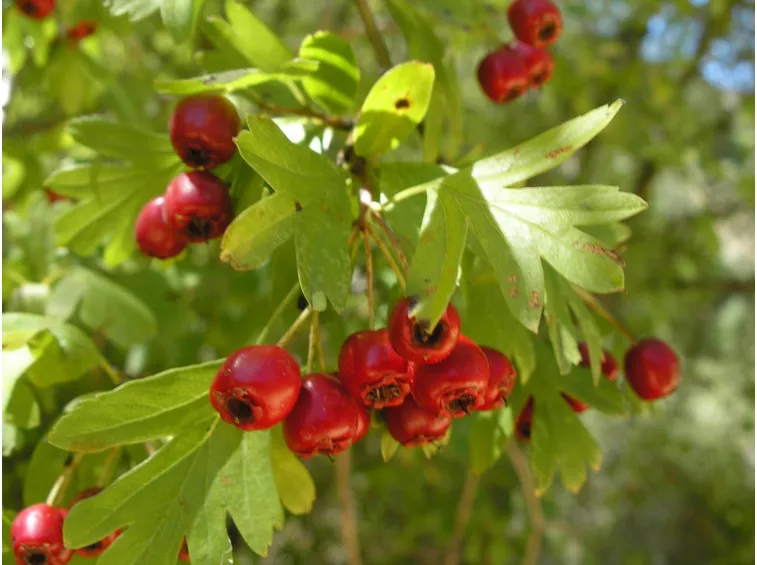 Bacche rosse di Biancospino