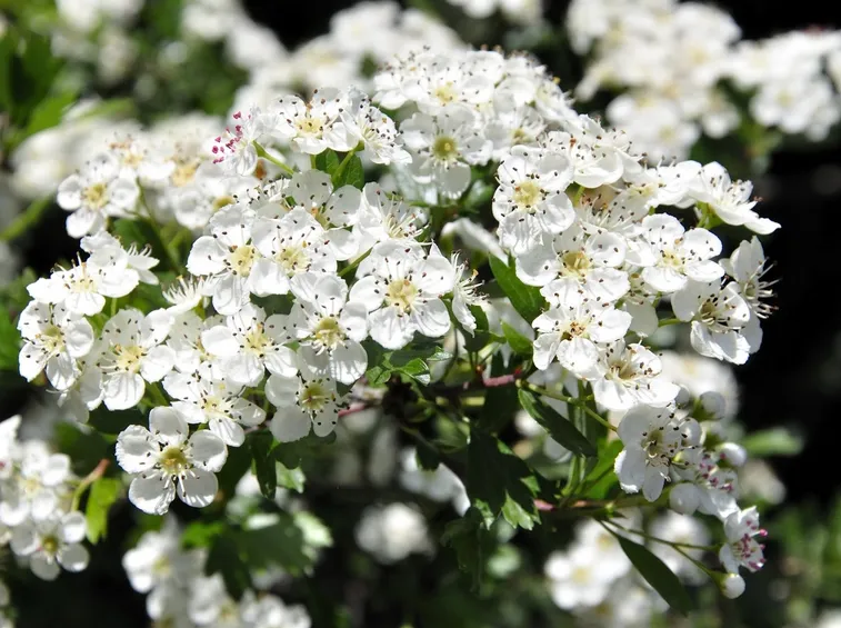 Ramo in fiore di Biancospino