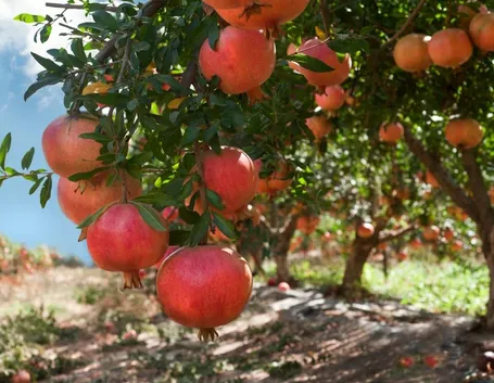 Esemplare di pianta di melograno