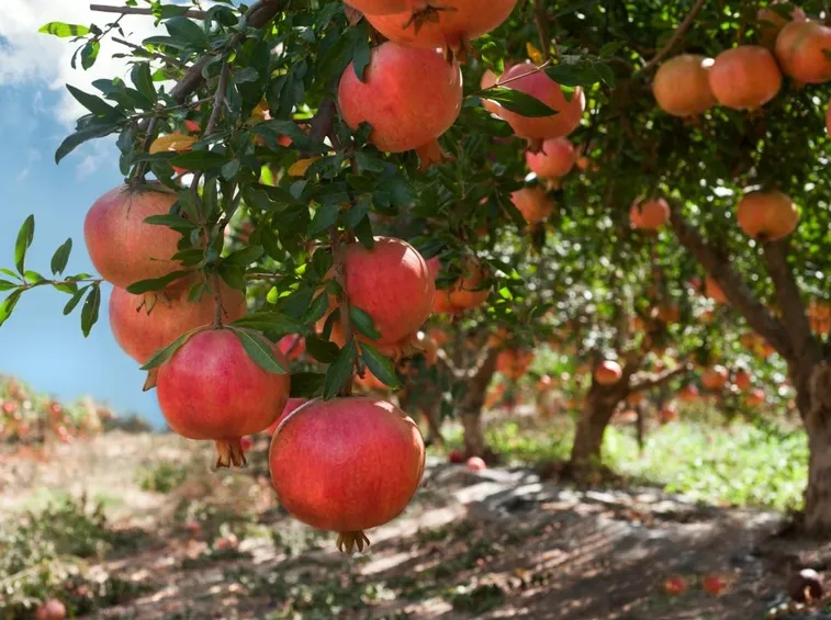 Esemplare di pianta di melograno