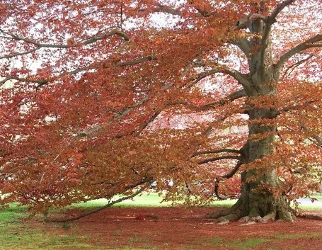 Quercia rossa in autunno