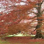 Quercia rossa in autunno