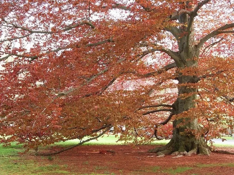 Quercia rossa in autunno