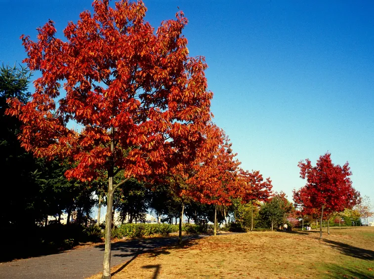 Querce rosse