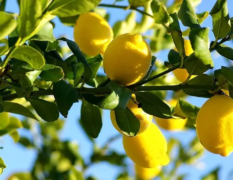 piante per l'appartamento