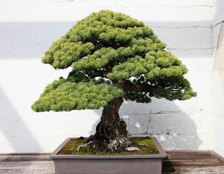 Bonsai abete