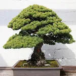 Bonsai abete