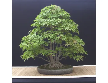 Bonsai acero palmato verde