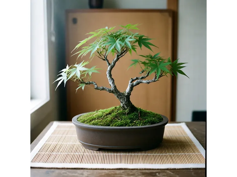 Bonsai acero palmato verde