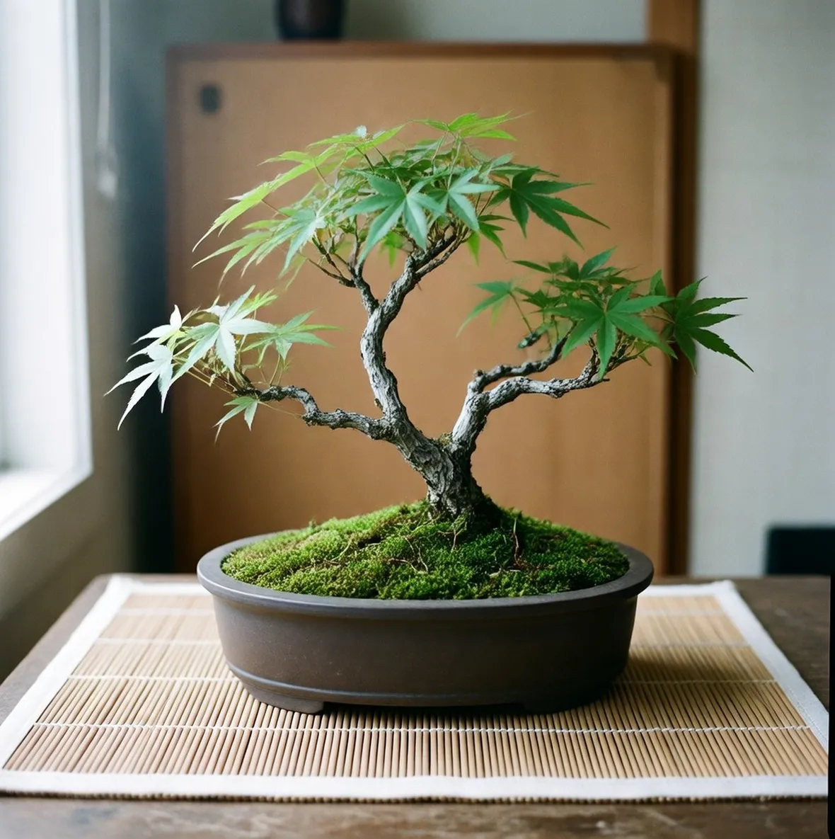 Bonsai acero palmato verde