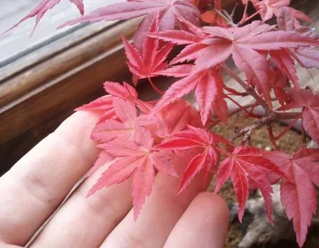 Foglie di bonsai acero rosso