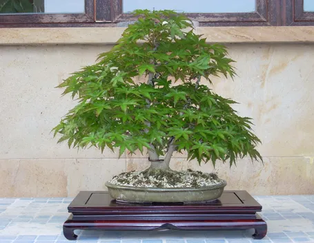 Esemplare di Bonsai acero