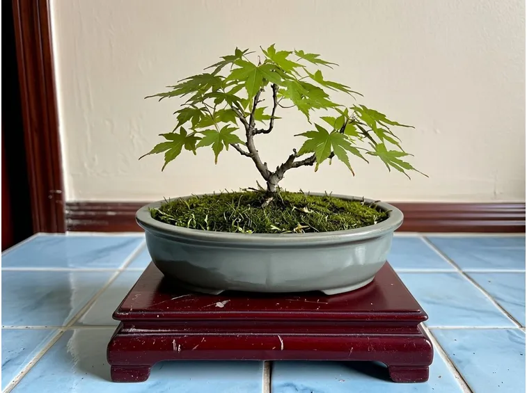 Esemplare di Bonsai acero