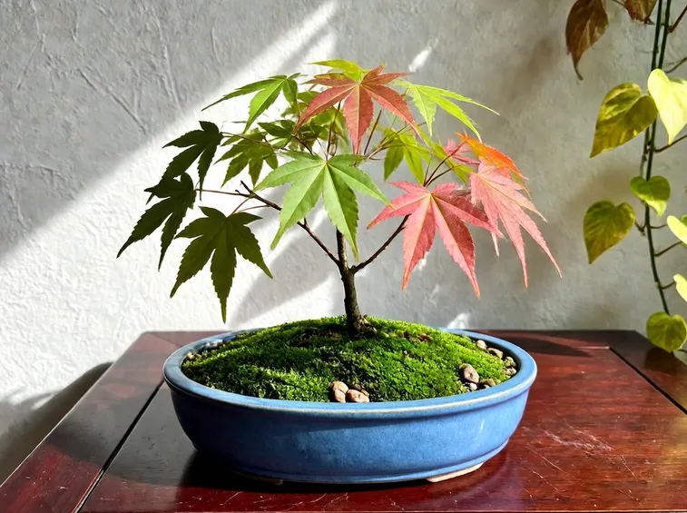 Pianta di Bonsai acero