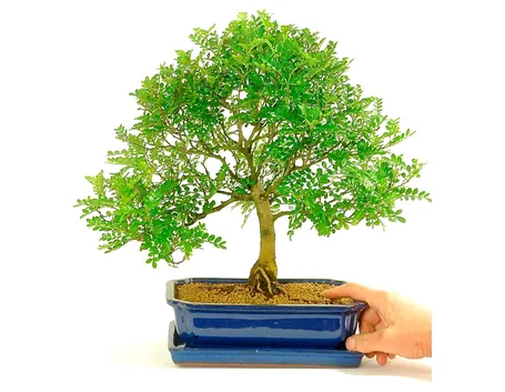 Bonsai albero del pepe