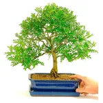 Bonsai albero del pepe