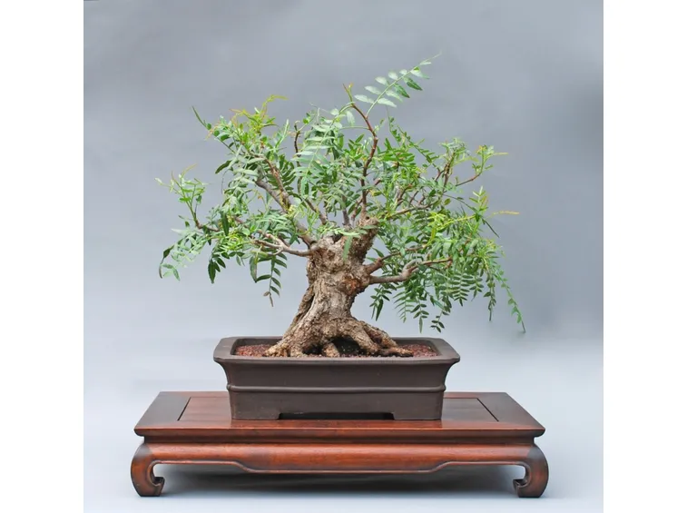 Bonsai pepe peruviano