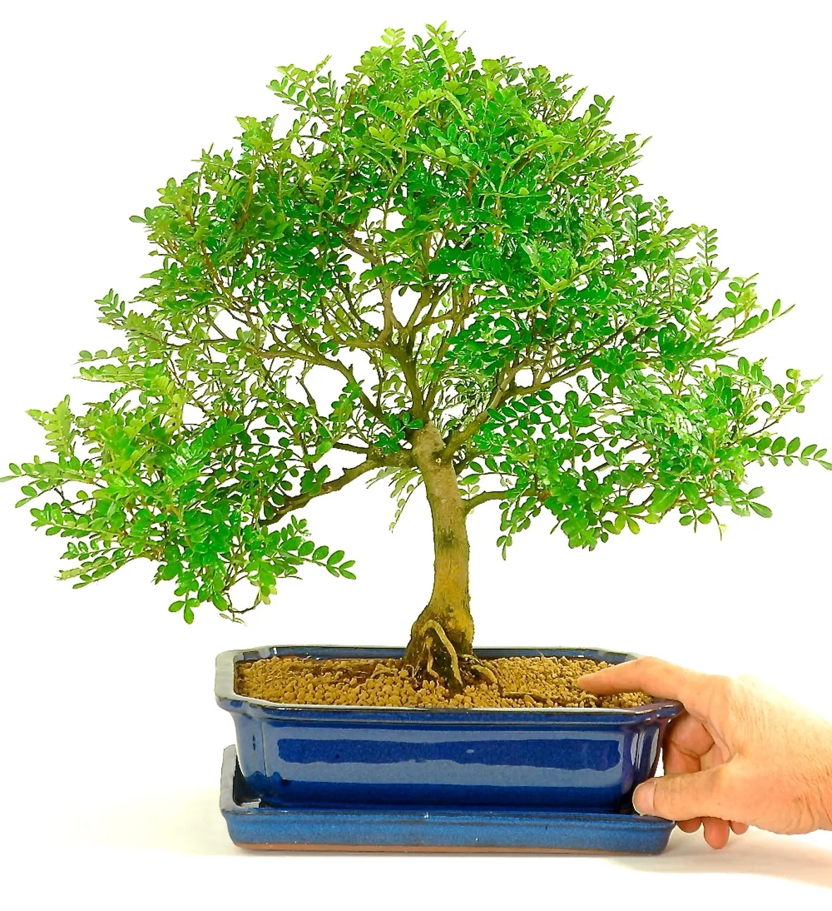 Bonsai albero del pepe