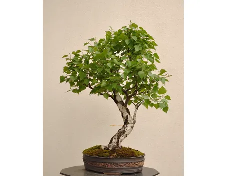 Bonsai betulla
