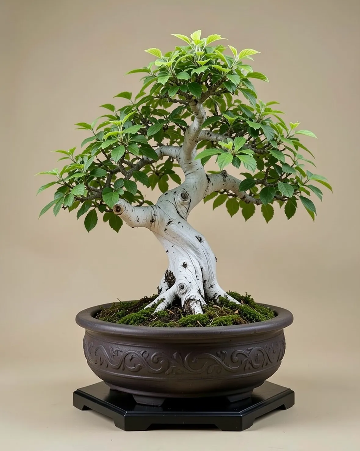 Bonsai betulla