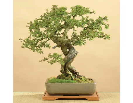 Giovane bonsai biancospino