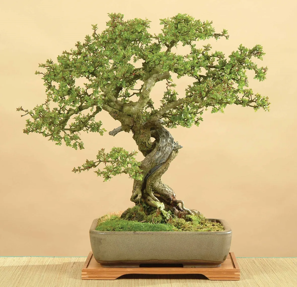 Giovane bonsai biancospino