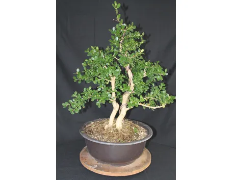 Giovane esemplare di Bonsai bosso