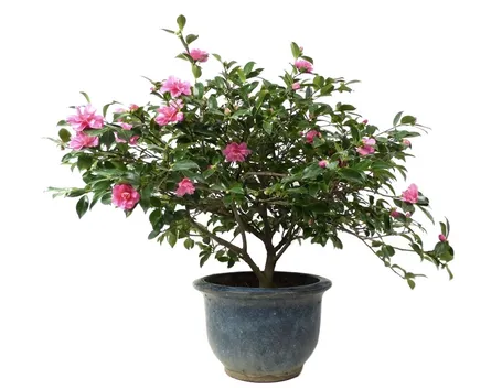 Bonsai camelia