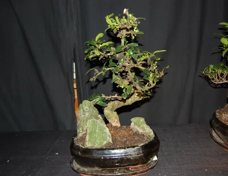 Bonsai Carmona