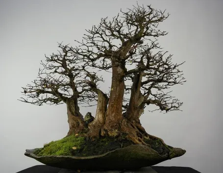 Bonsai carpino senza foglie