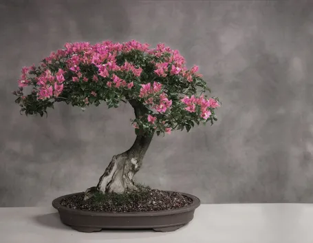 Bonsai ciliegio in fioritura