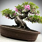 Bonsai ciliegio in fioritura